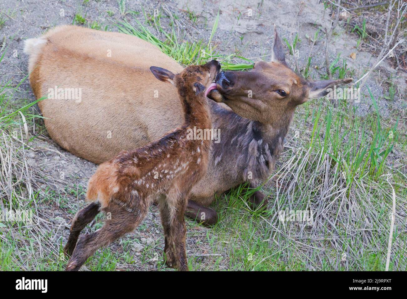 Erstes Bad, Kuhelch mit neugeborenem Kalb Stockfoto