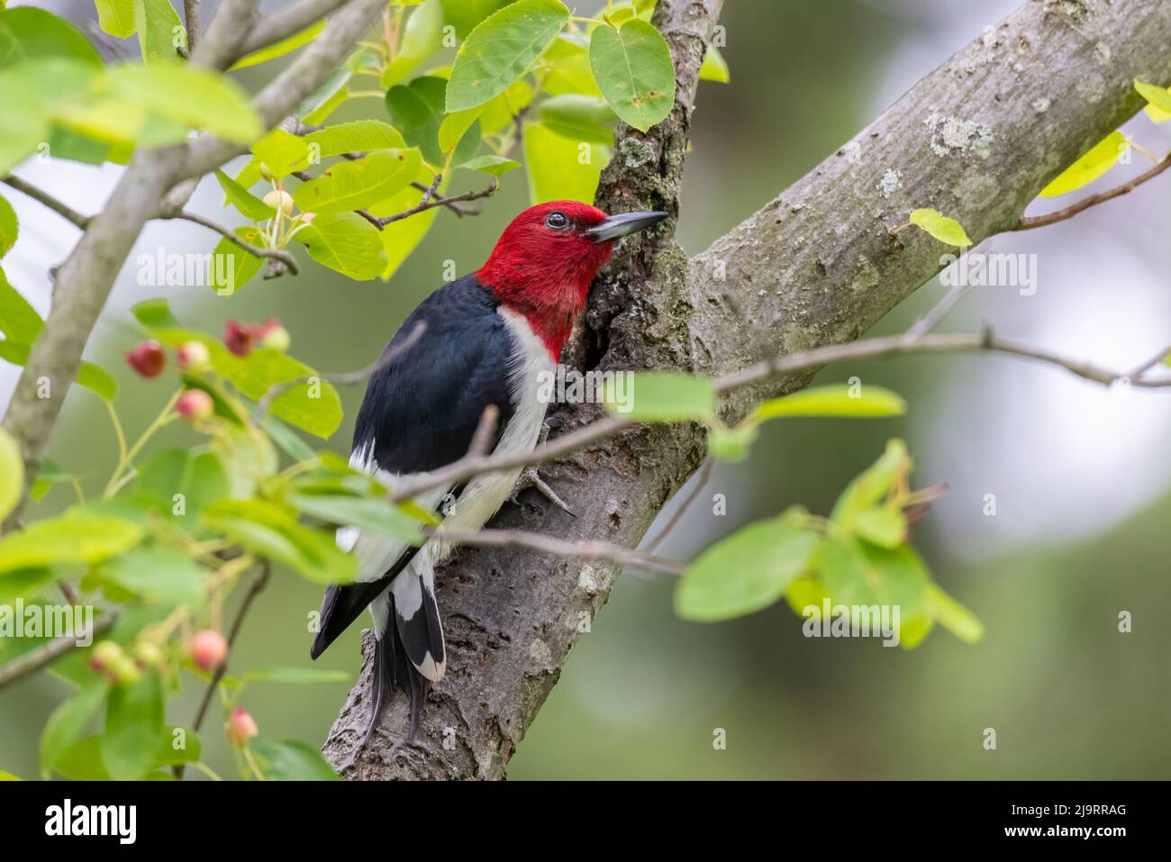 Rotkopfspecht im Beerenbusch, Marion County, Illinois. Stockfoto