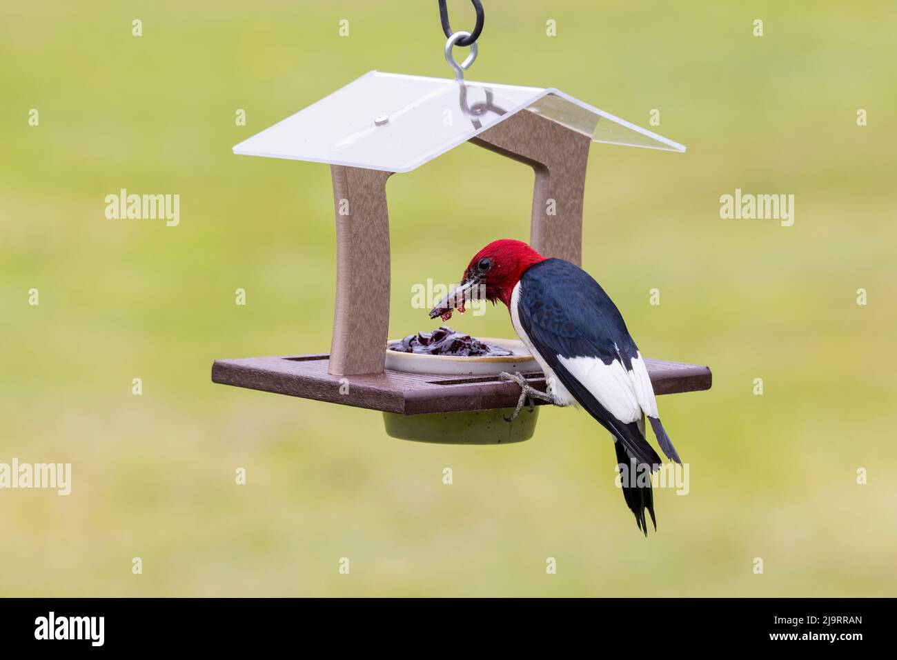 Rotkopfspecht im Traubenfutter, Marion County, Illinois. Stockfoto