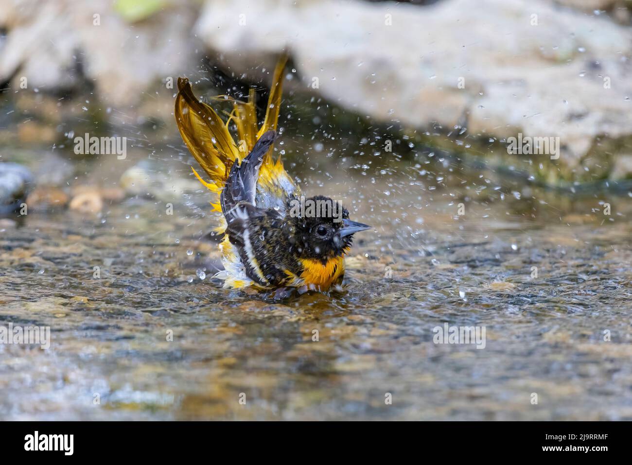 Baltimore oriole weibliche Baden, Marion County, Illinois. Stockfoto