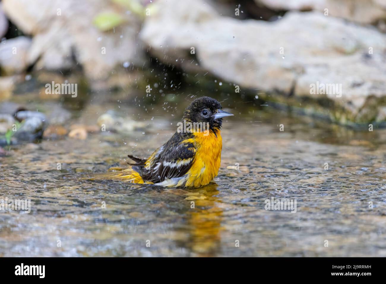 Baltimore oriole weibliche Baden, Marion County, Illinois. Stockfoto
