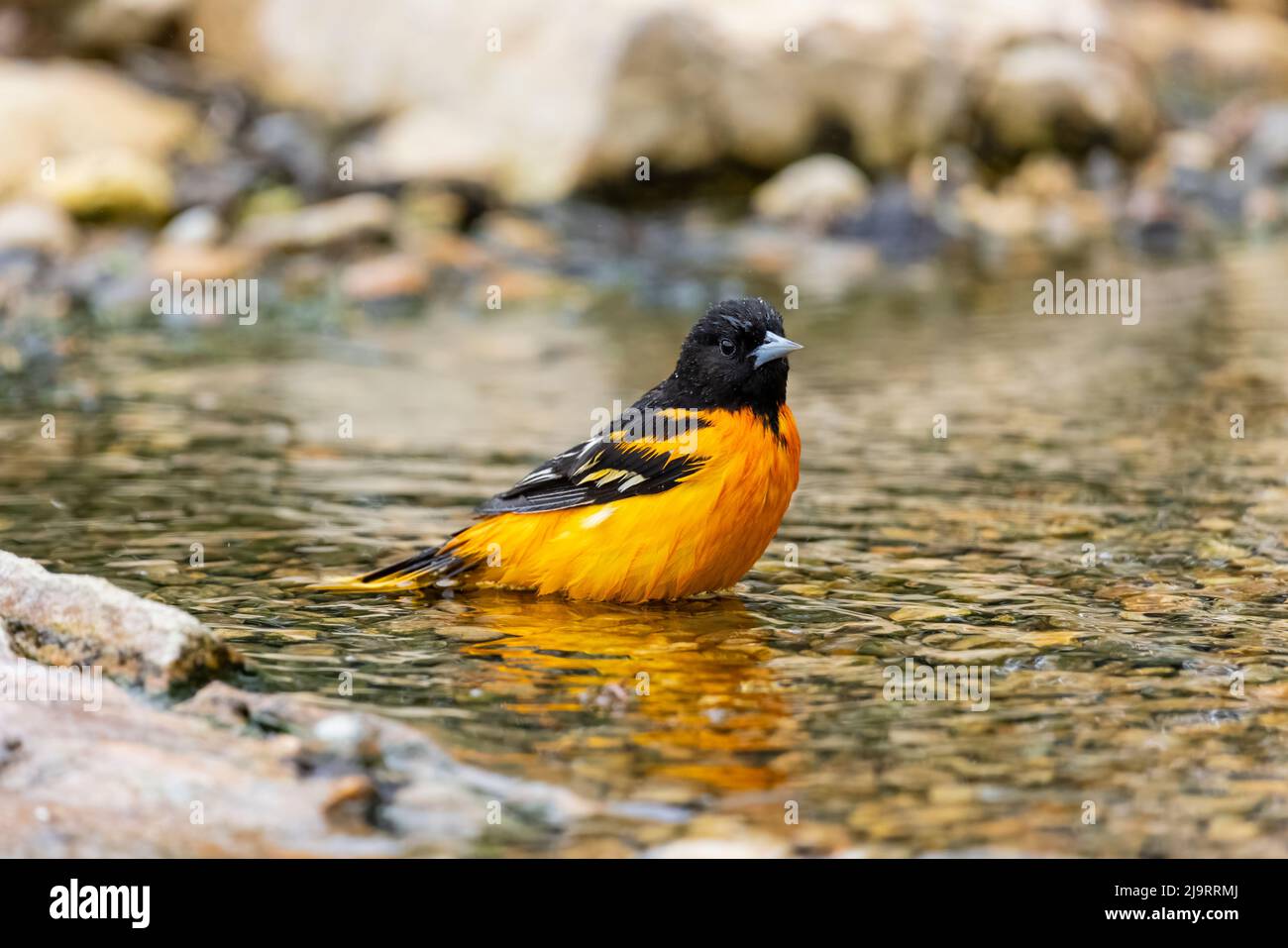 Baltimore Oriole männlichen Baden, Marion County, Illinois. Stockfoto