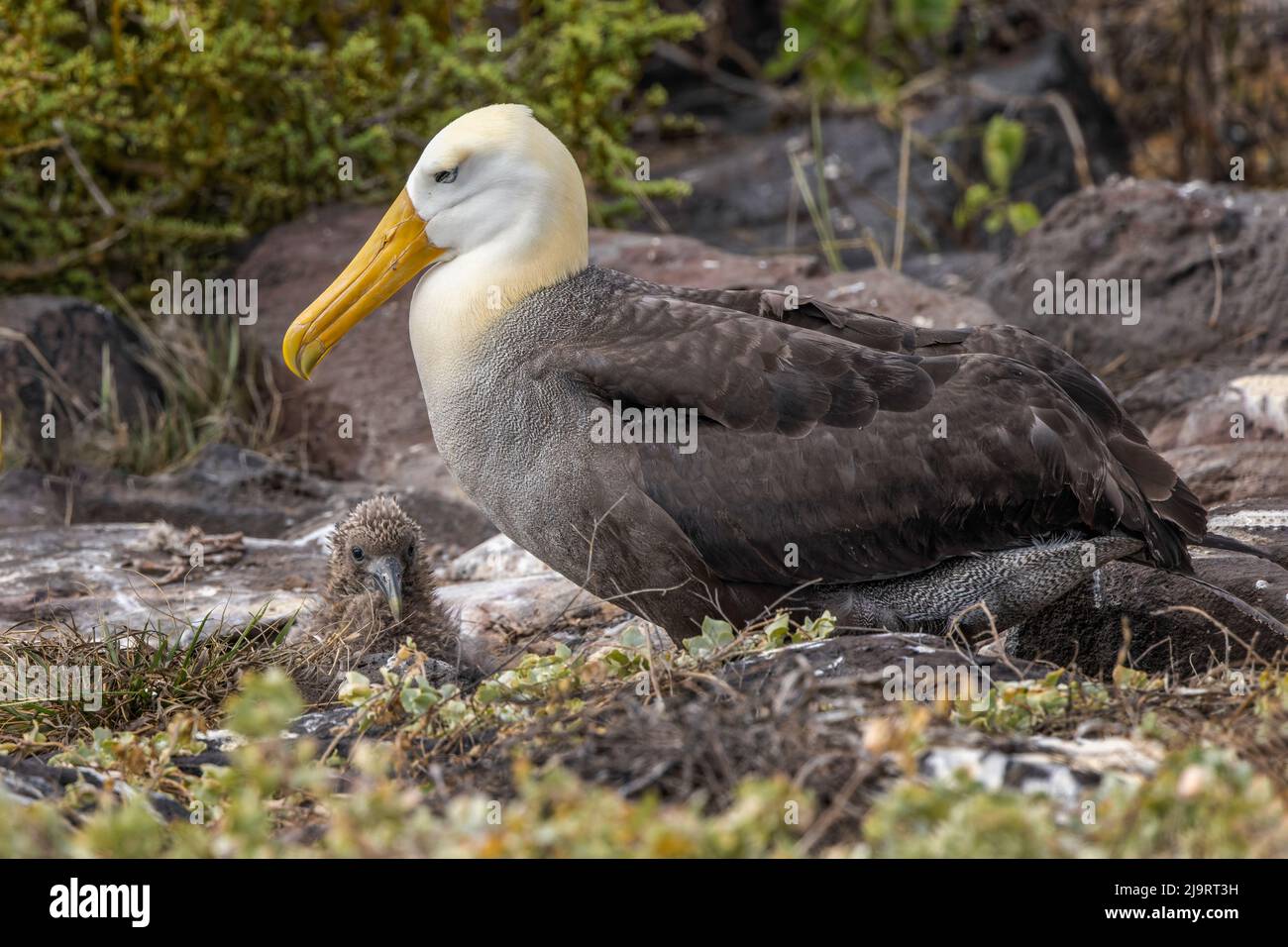 Gewellter Albatros und Single Chick brüten auf dem Boden, Espanola Island, Galapagos Islands, Ecuador. Stockfoto