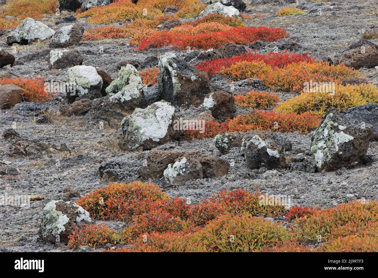 Carpet Weed South Plaza Island, Galapagos-Inseln, Ecuador. Stockfoto