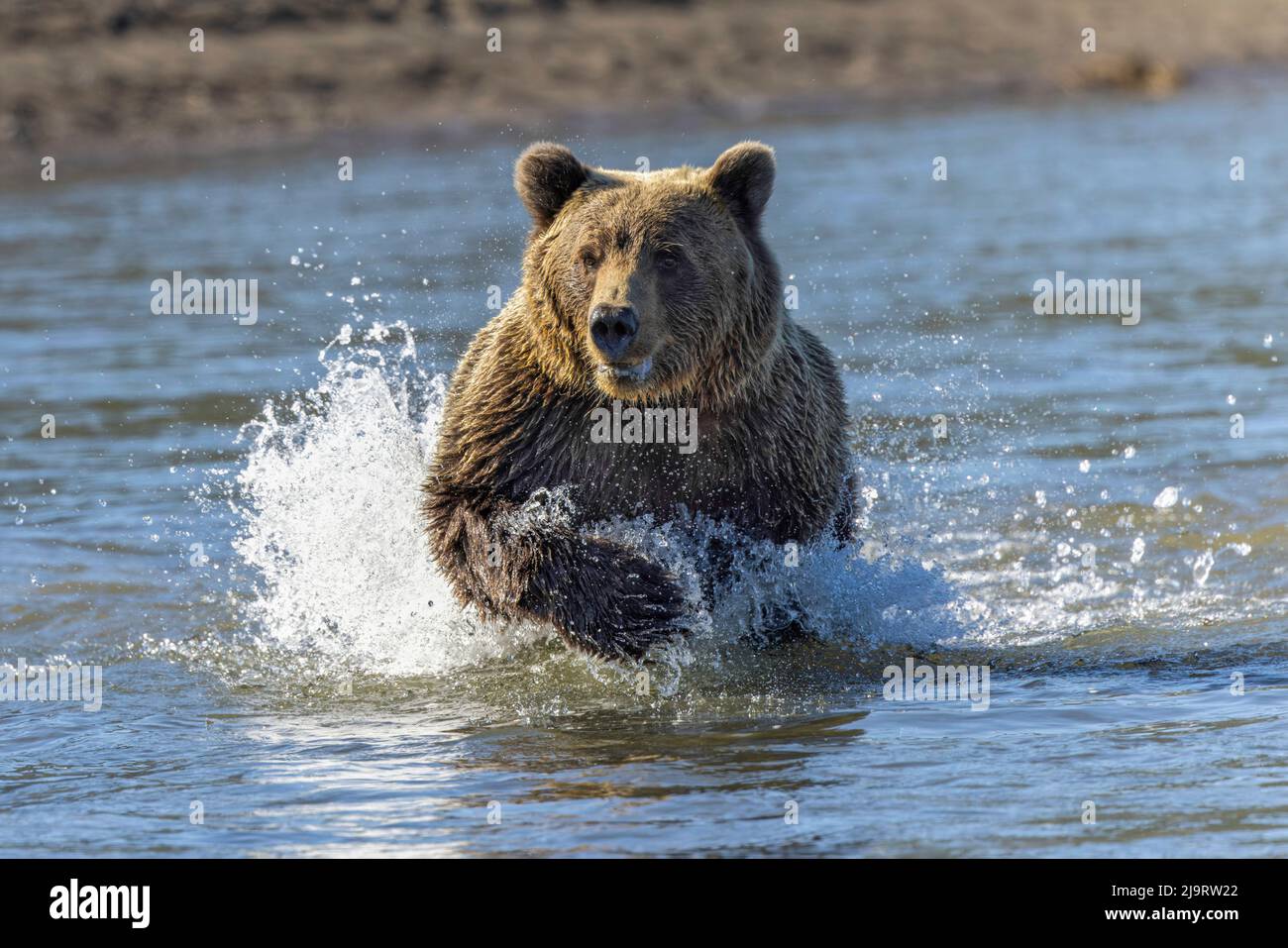 Grizzly-Bären jagen Fische in Silver Salmon Creek, Lake Clark National Park and Preserve, Alaska Stockfoto