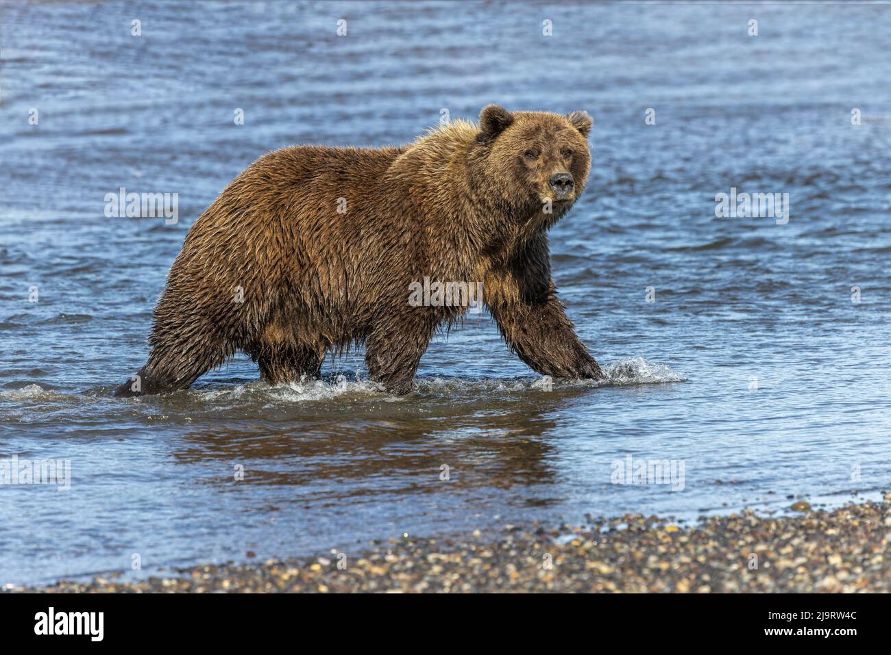 Ausgewachsene Grizzlybären jagen Fische, Lake Clark National Park and Preserve, Alaska, Silver Salmon Creek Stockfoto