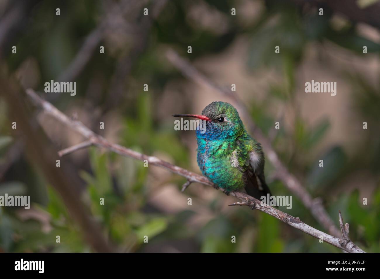 USA, Arizona, Madera Canyon. Breitschnabelkolibri an Gliedmaßen. Stockfoto
