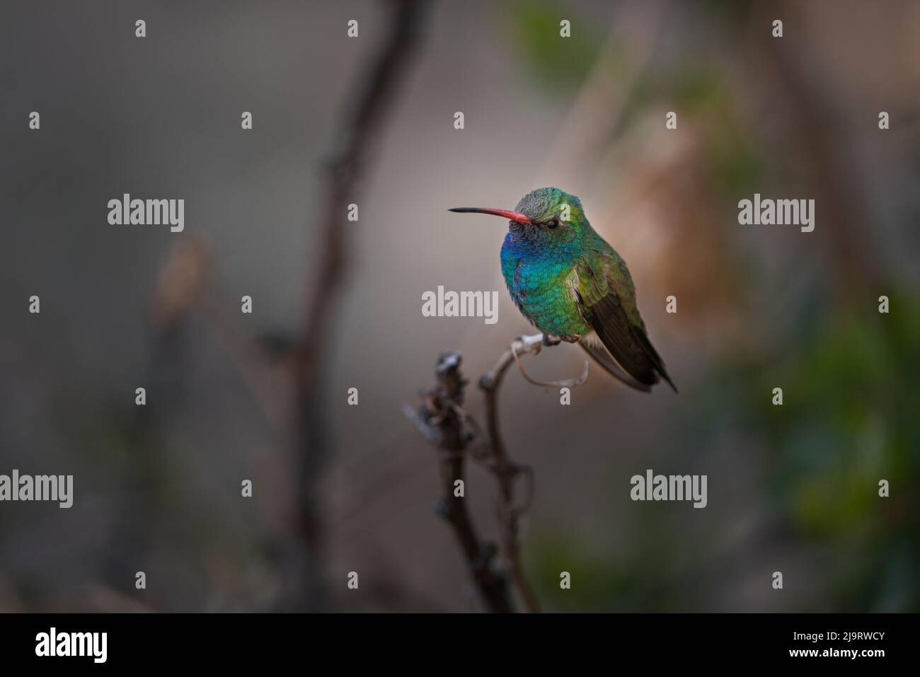 USA, Arizona, Madera Canyon. Breitschnabelkolibri an Gliedmaßen. Stockfoto