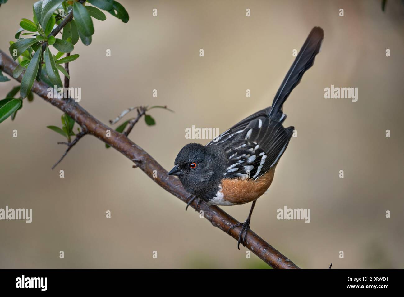 USA, Arizona, Madera Canyon. Gefleckter Towhee-Vogel am Gliedmaßen. Stockfoto