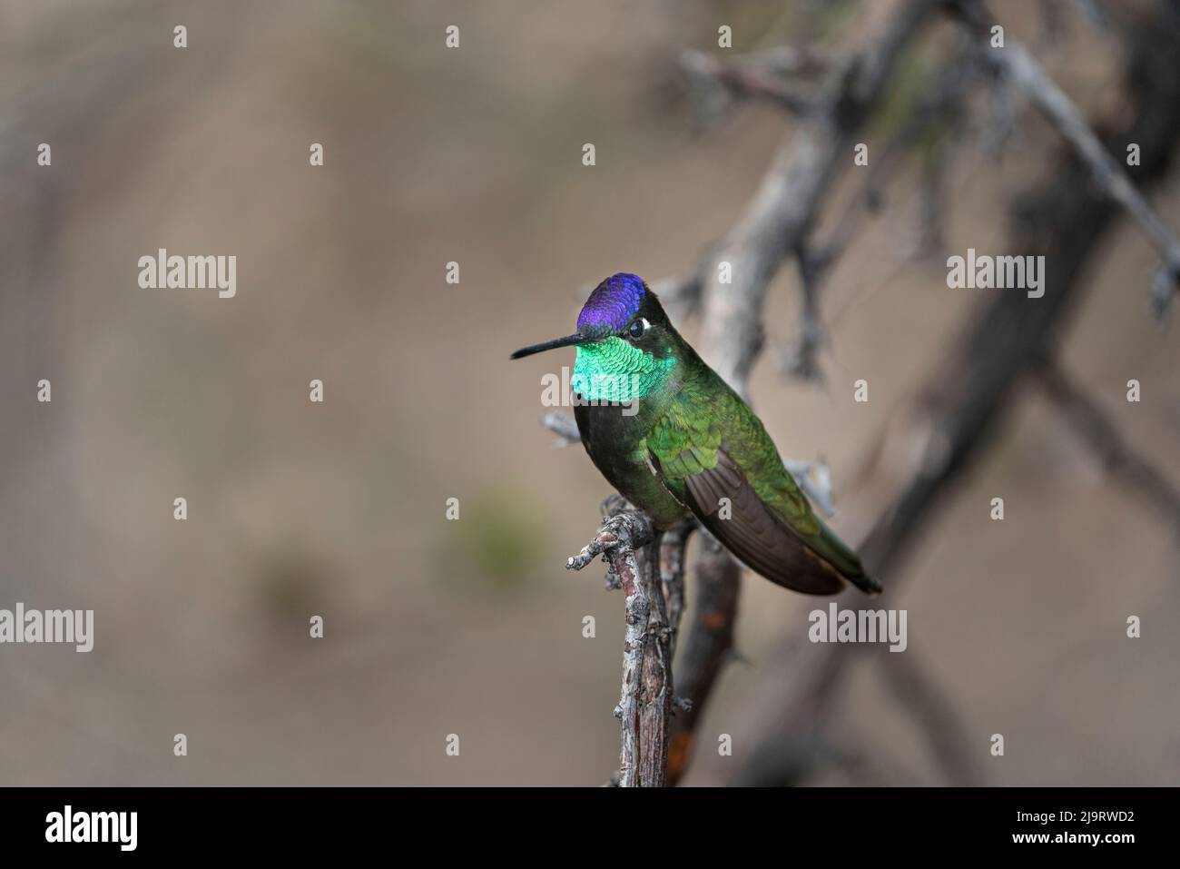 USA, Arizona, Madera Canyon. Der Kolibri von Rivoli am Gliedmaßen. Stockfoto