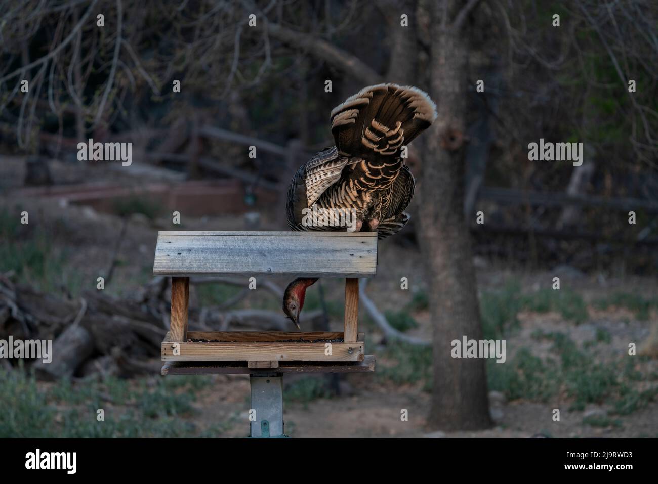 USA, Arizona, Madera Canyon. Gould's pute beim Essen aus dem Futterhäuschen. Stockfoto