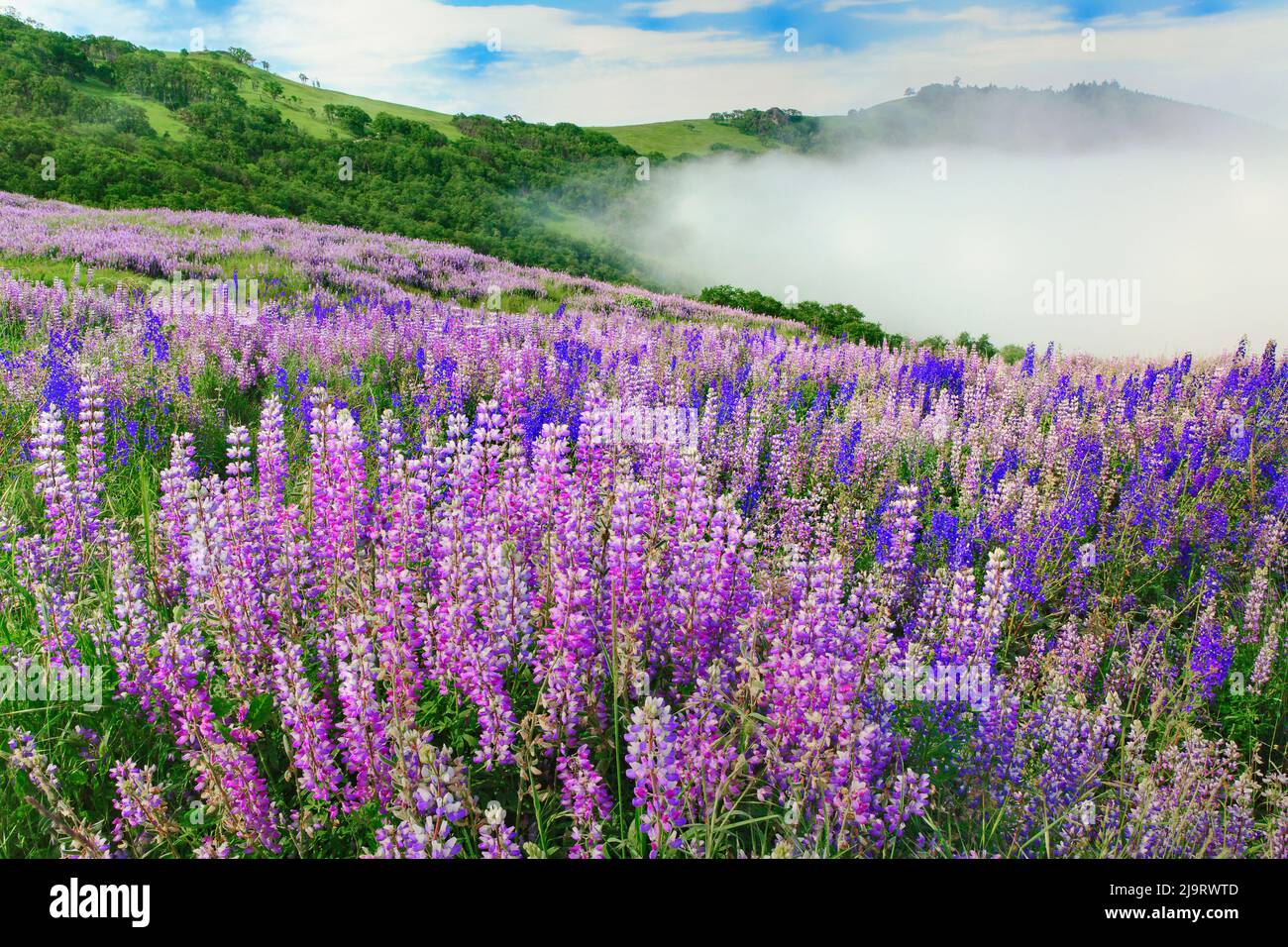 Lupine Flowers, bald Hills Road, Kalifornien Stockfoto