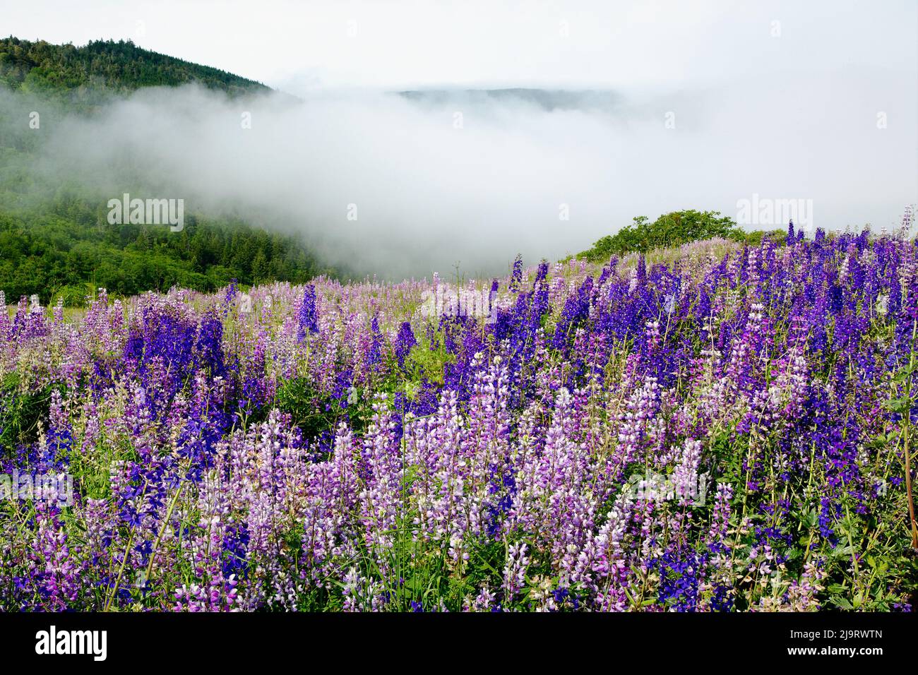 Lupine Flowers, bald Hills Road, Kalifornien Stockfoto