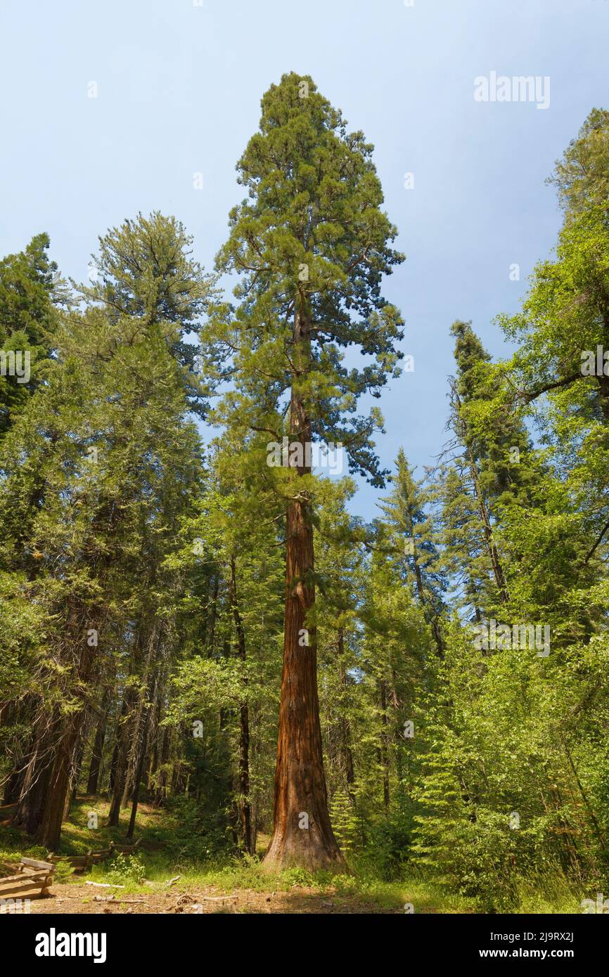 Riesiger Mammutbaum, Yosemite National Park, Kalifornien Stockfoto