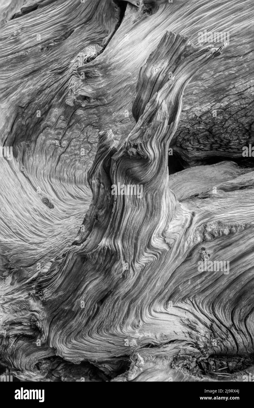 Muster aus Holz der Bristlecone-Kiefer, White Mountains, Inyo National Forest, Kalifornien Stockfoto