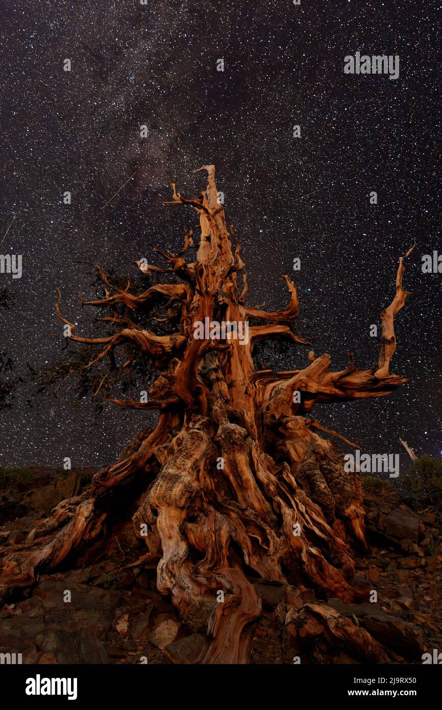 Bristlecone Pine and Milky Way, White Mountains, Inyo National Forest, Kalifornien Stockfoto