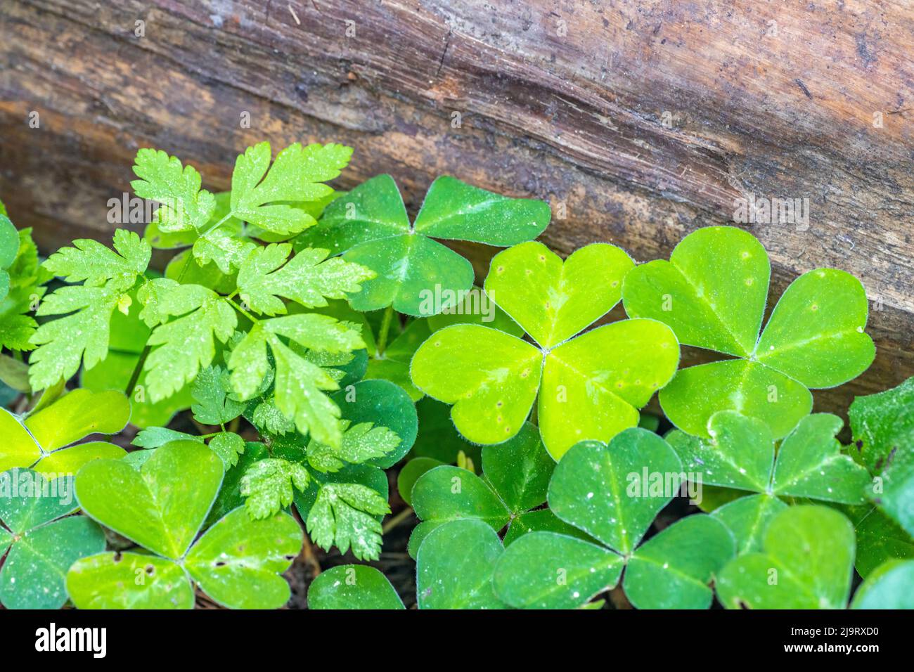 USA, Kalifornien, Redwood National- und State Parks. Oxalis Blätter und Rotholz log. Stockfoto
