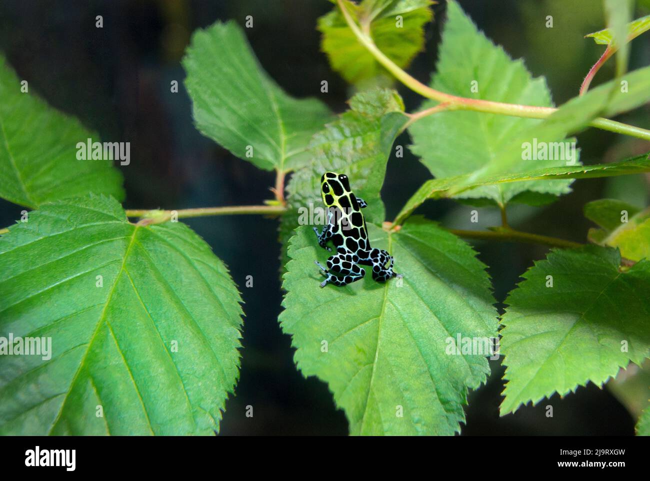 USA, Kalifornien, Long Beach Aquarium. Gefangener Pfeil mit variablem Gift auf Blatt. Stockfoto