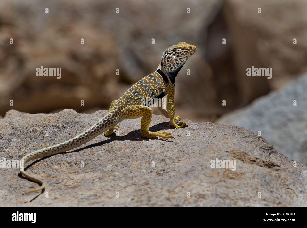 USA, Kalifornien. Große Becken oder Wüste colared Eidechse auf Felsen. Stockfoto USA, Kalifornien. Große Becken oder Wüste colared Eidechse auf Felsen. Stockfoto