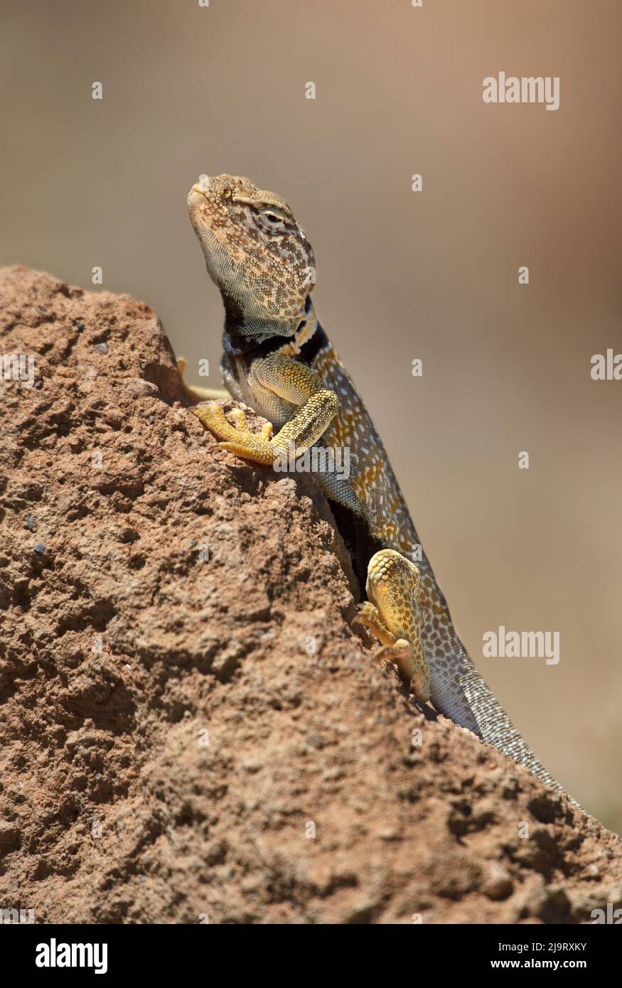 USA, Kalifornien. Große Becken oder Wüste colared Eidechse auf Felsen. Stockfoto USA, Kalifornien. Große Becken oder Wüste colared Eidechse auf Felsen. Stockfoto