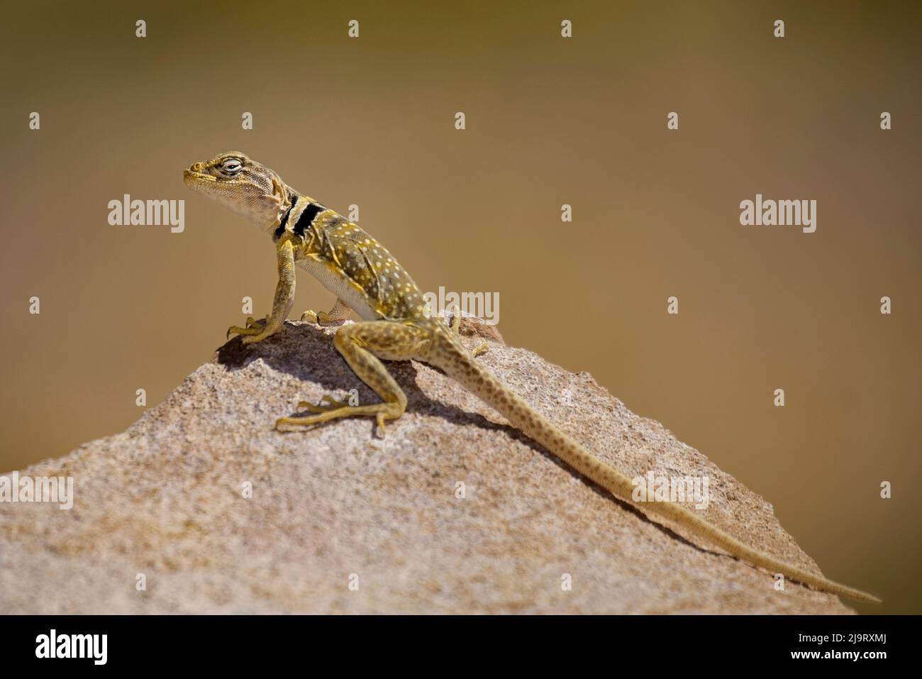 USA, Kalifornien. Große Becken oder Wüste colared Eidechse auf Felsen. Stockfoto USA, Kalifornien. Große Becken oder Wüste colared Eidechse auf Felsen. Stockfoto