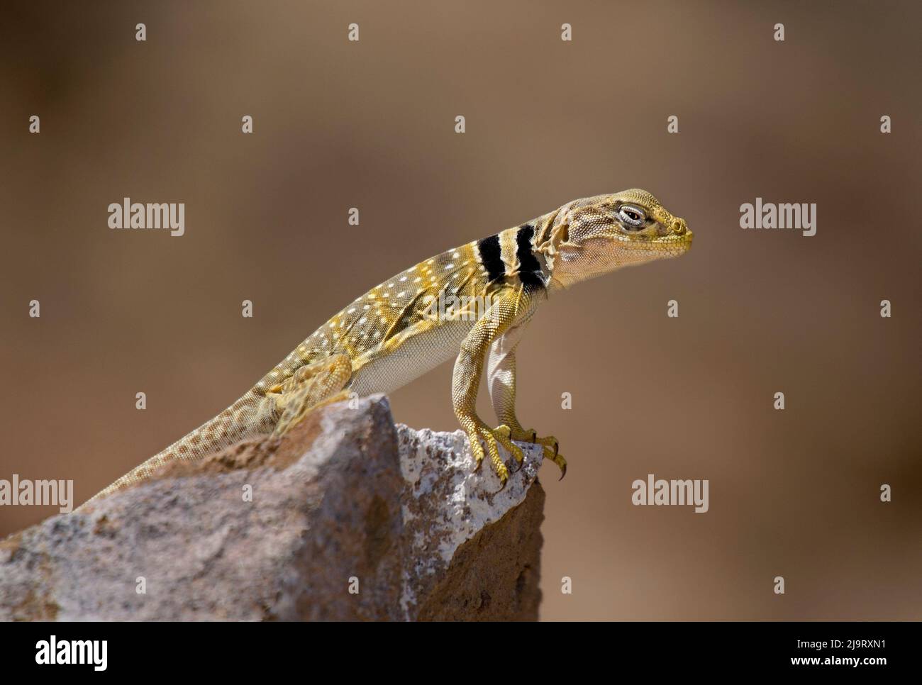 USA, Kalifornien. Große Becken oder Wüste colared Eidechse auf Felsen. Stockfoto USA, Kalifornien. Große Becken oder Wüste colared Eidechse auf Felsen. Stockfoto