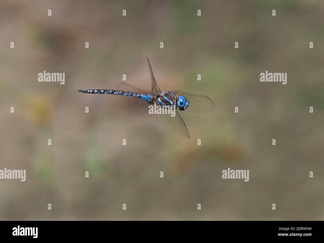 USA, Kalifornien. Männliche kalifornische Darner Libelle im Flug. Stockfoto