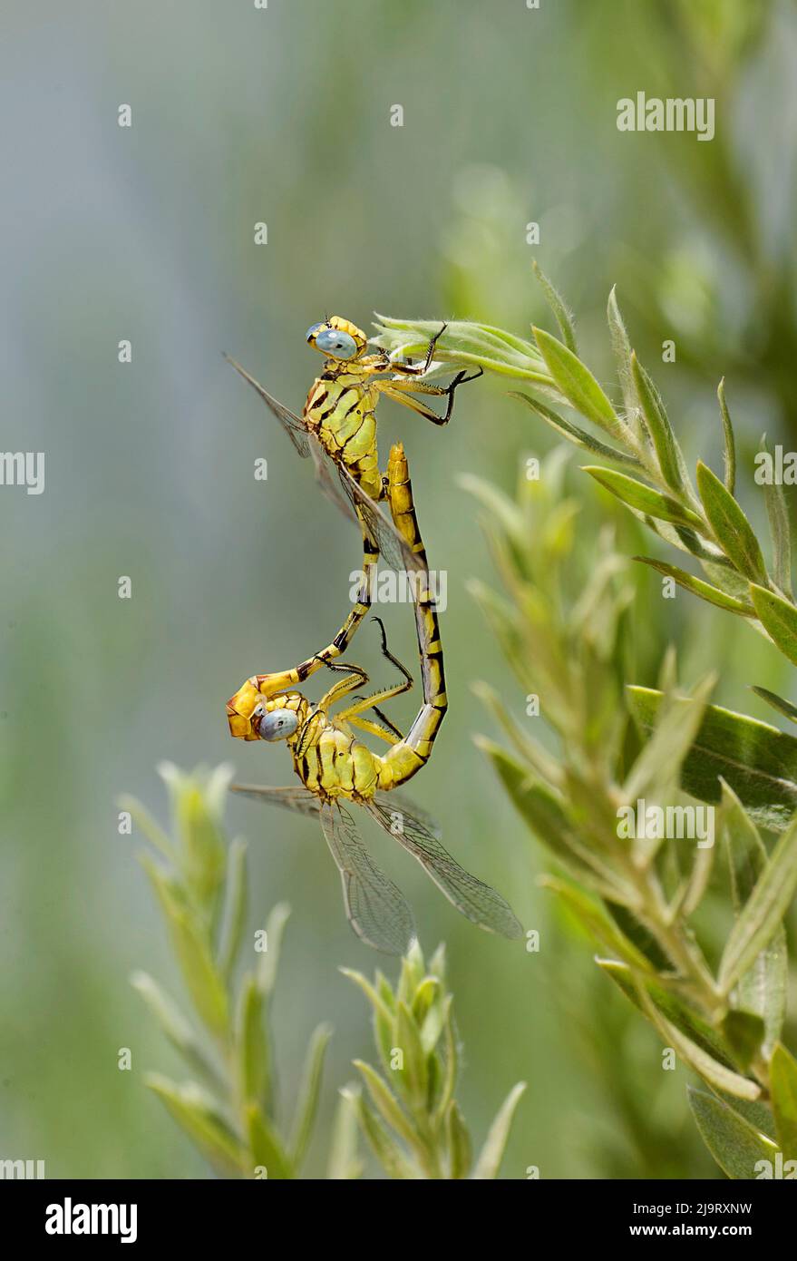 USA, Kalifornien. Paarende Krempelschwanzdragonflies. Stockfoto