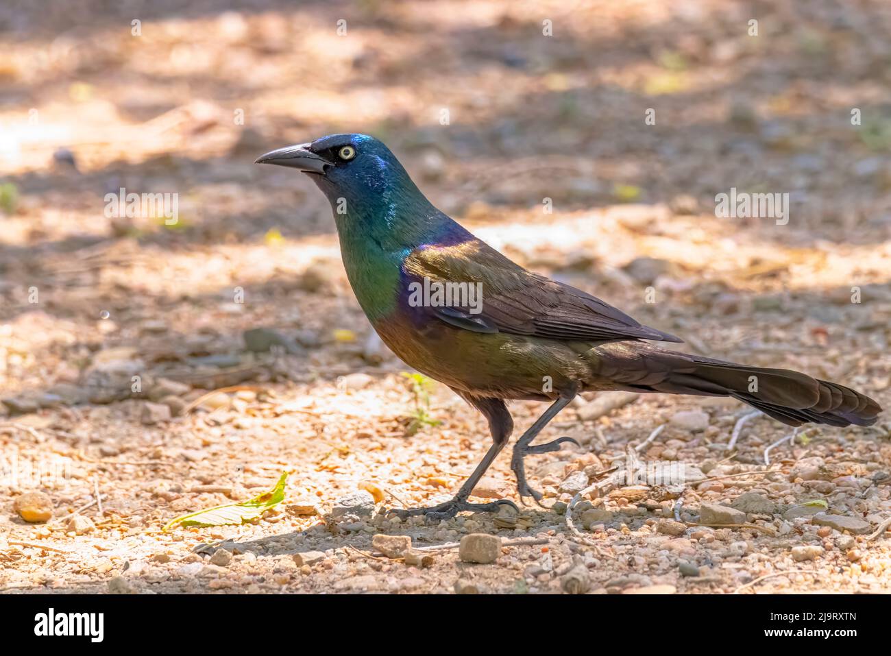 USA, Colorado, John Martin Reservoir. Nahaufnahme eines erwachsenen männlichen Grackels. Stockfoto