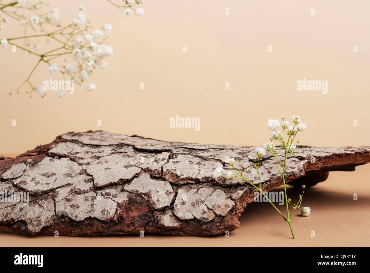 Baumrinde und Gipsophila-Blüten auf neutralem beigen Hintergrund. Mockup für Kosmetik oder Parfüm. Stockfoto