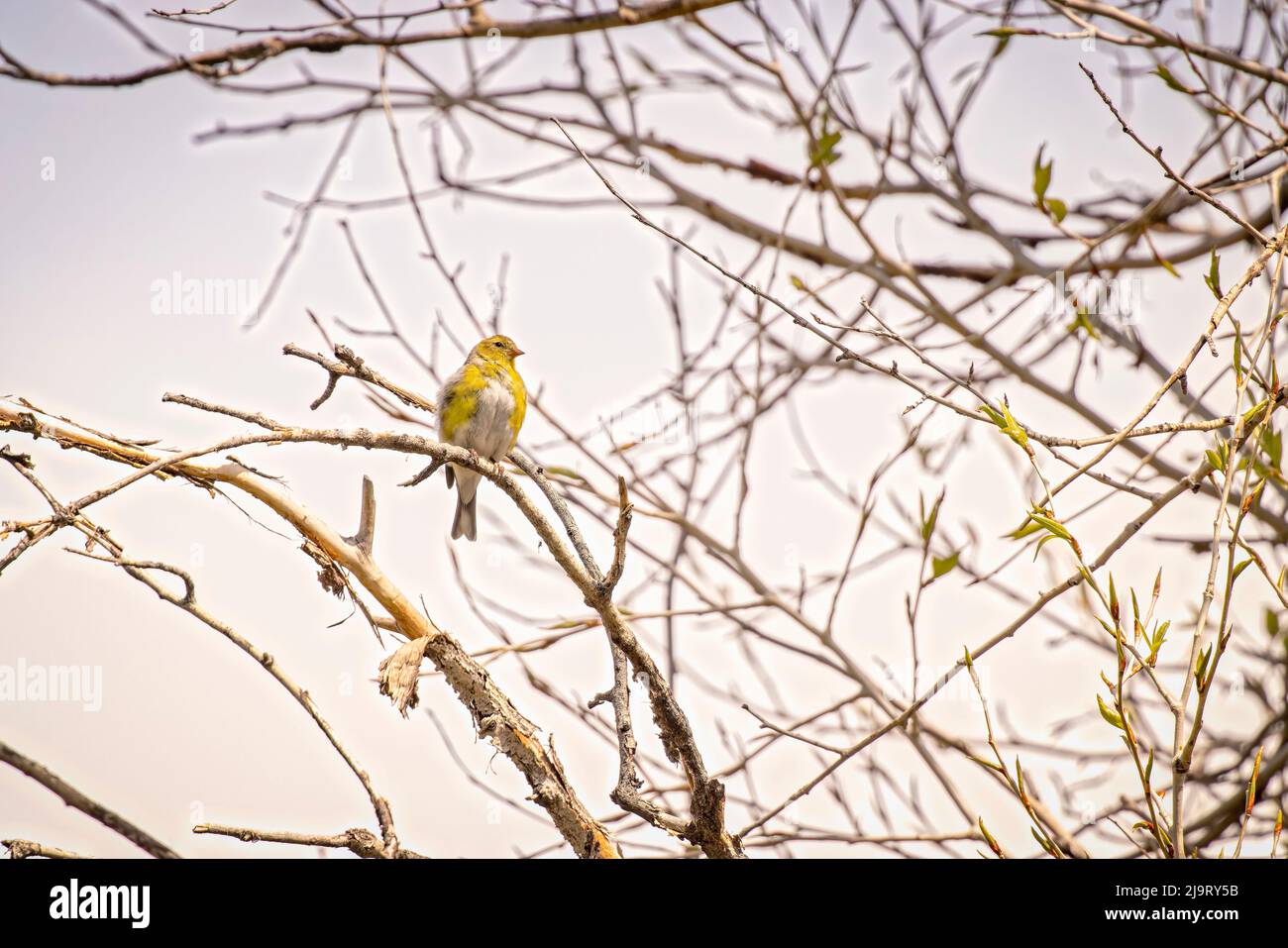 USA, Colorado, Ft. Collins. Erwachsener amerikanischer Goldfink, der sich in das Zuchtgefieder hineingeschmolzen hat. Stockfoto