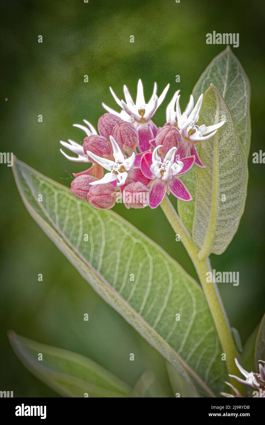 USA, Colorado, Fort Collins. Auffällige Milchkrautblüte. Stockfoto