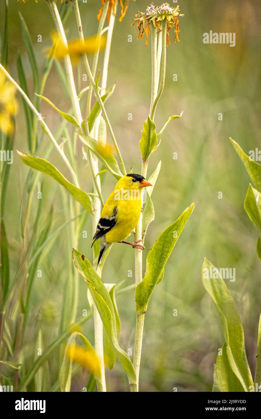 USA, Colorado, Fort Collins. Männlicher amerikanischer Goldfink aus der Nähe. Stockfoto
