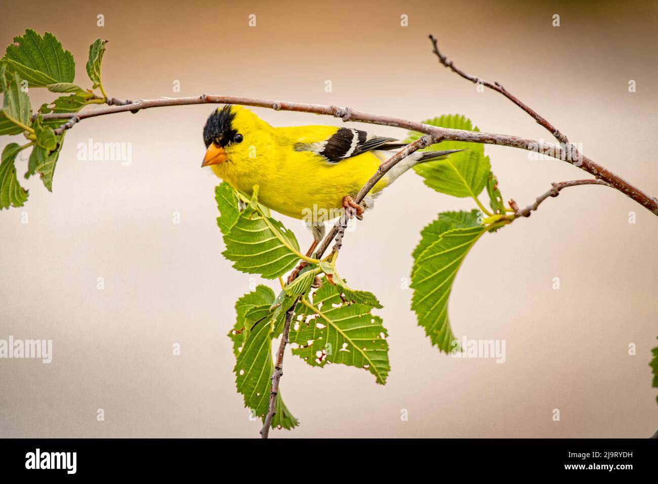 USA, Colorado, Fort Collins. Männlicher amerikanischer Goldfink aus der Nähe. Stockfoto