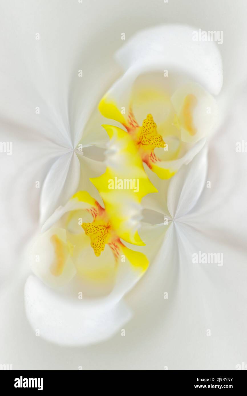 Weiße Orchideenblume, Florida Stockfoto