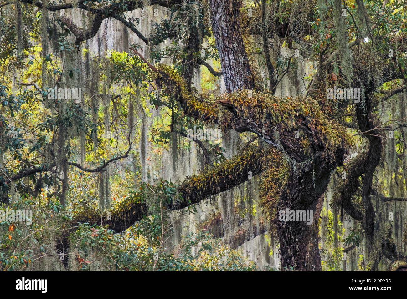Lebende Eichen drapiert in spanisches Moos, Polk County, Florida Stockfoto