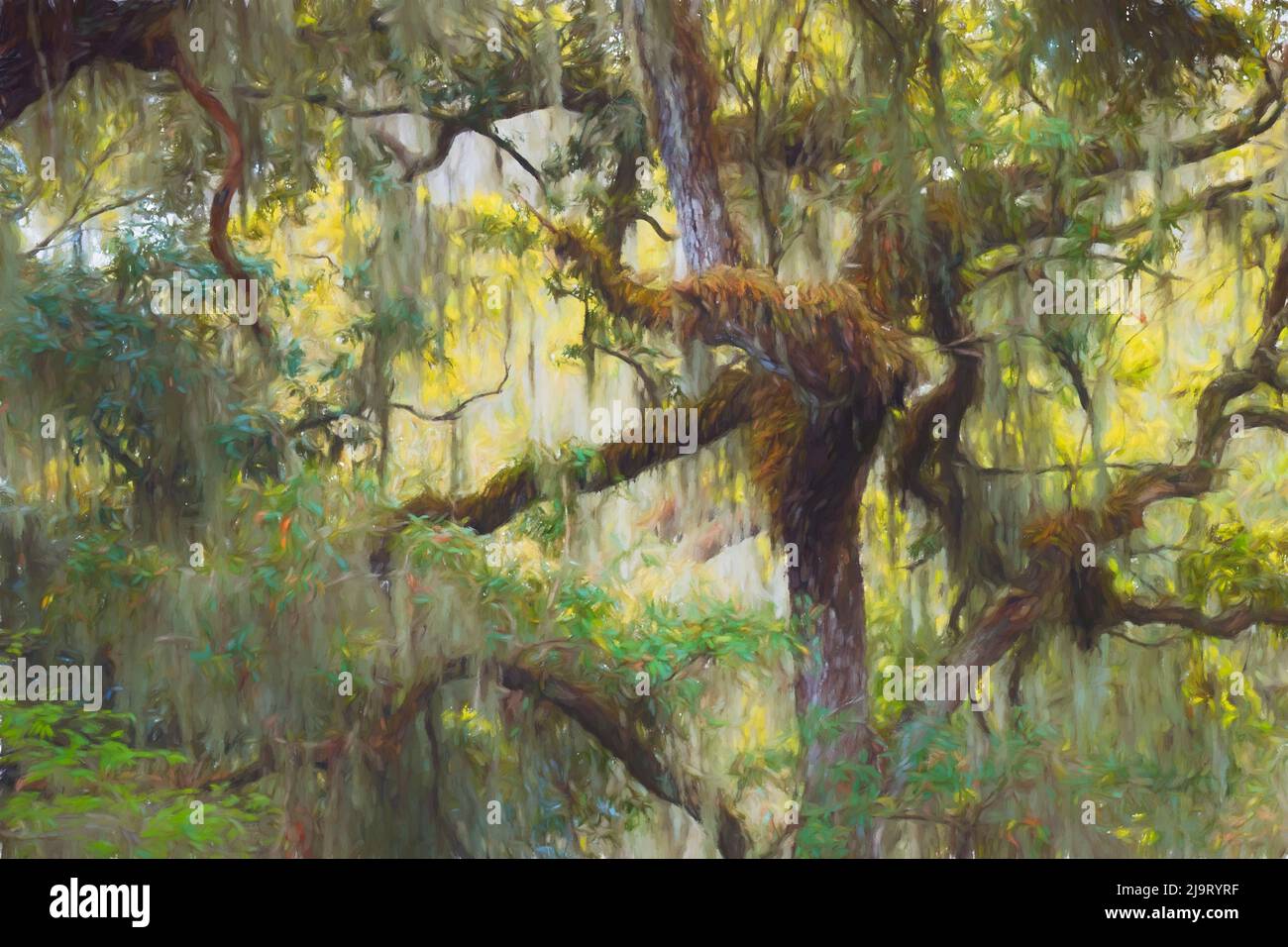 Lebende Eichen drapiert in spanisches Moos, Polk County, Florida Stockfoto