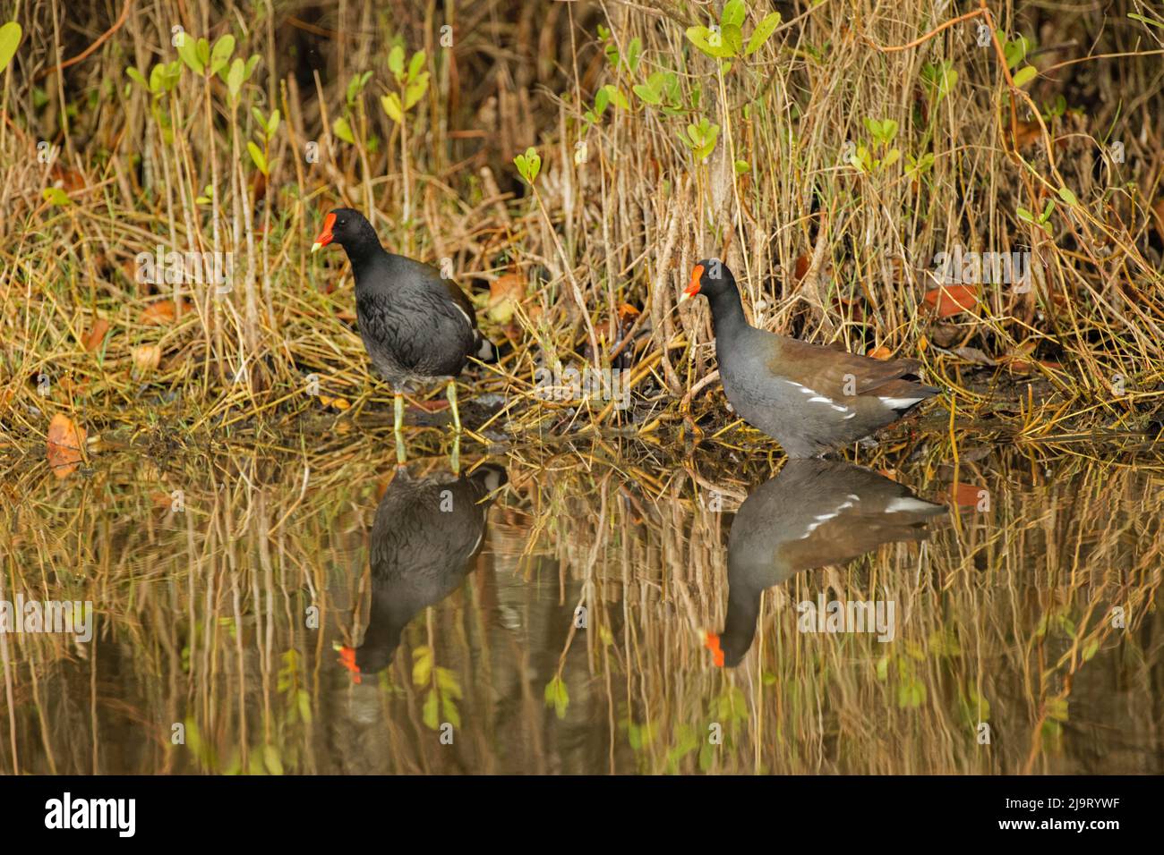 Paar Moorhens, Merritt Island National Wildlife Refuge, Florida Stockfoto
