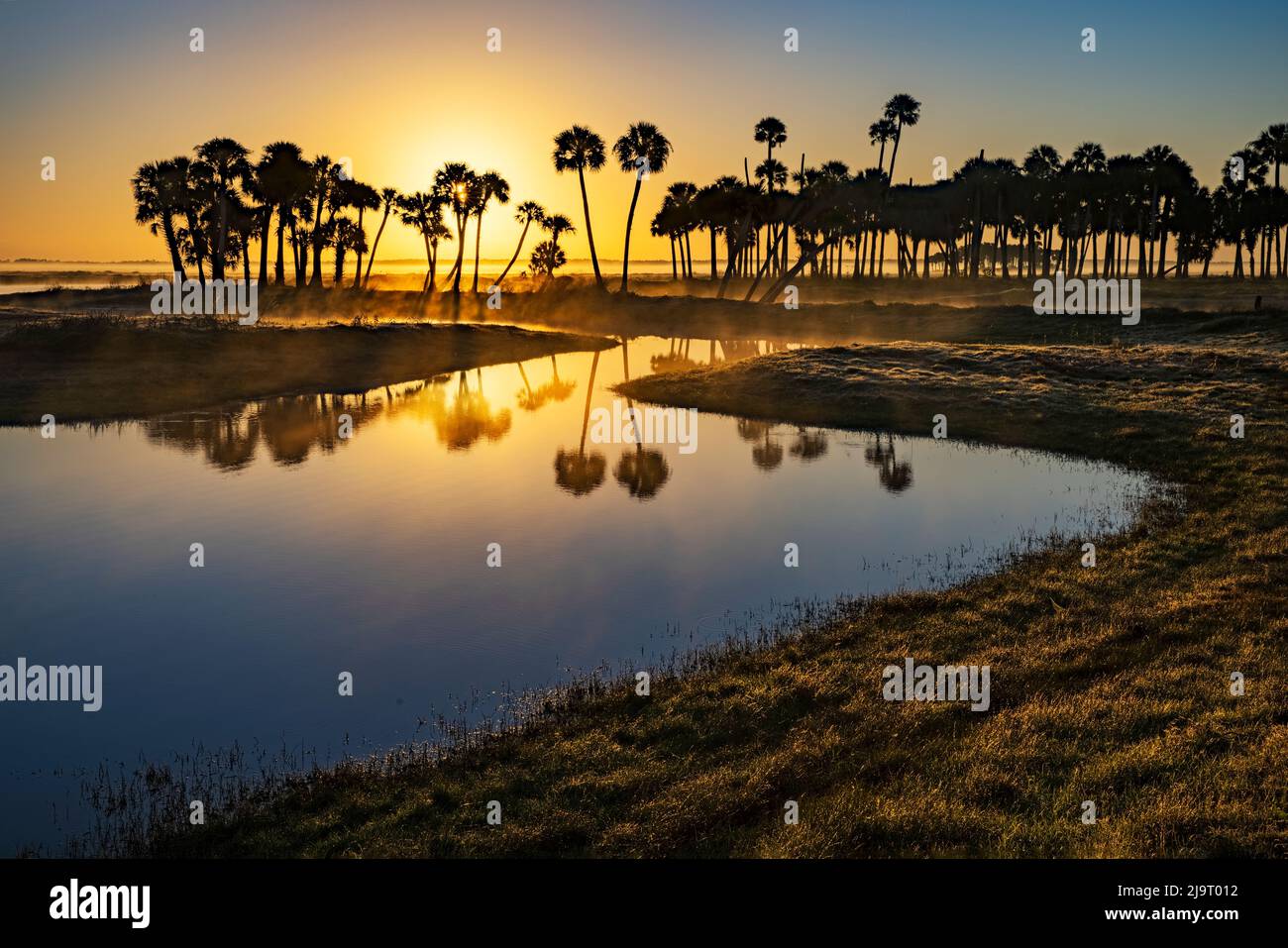 Sable Palmen Silhouetten bei Sonnenaufgang auf dem Econlockhatchee River, einem Schwarzwasserzufluss des St. Johns River, in der Nähe von Orlando, Florida Stockfoto