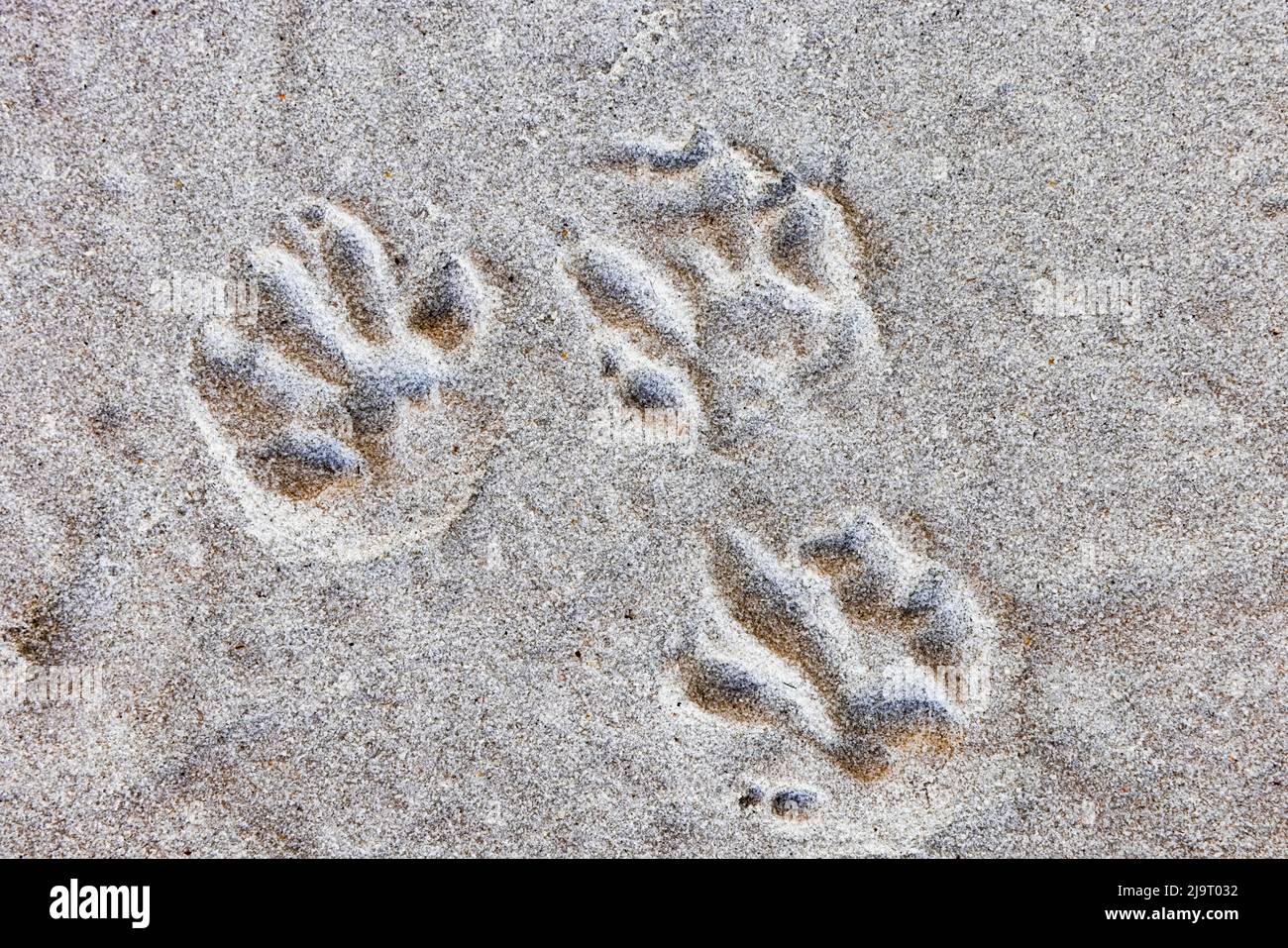 Waschbär-Fußabdrücke im Sand, Harney Lake, Florida Stockfoto