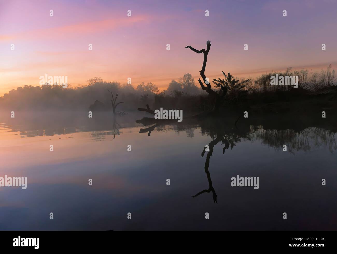 Blick auf Nebel und umgestürzte Bäume, die sich im Schwarzwasserbereich des St. Johns River, im Zentrum von Florida, spiegeln. Stockfoto