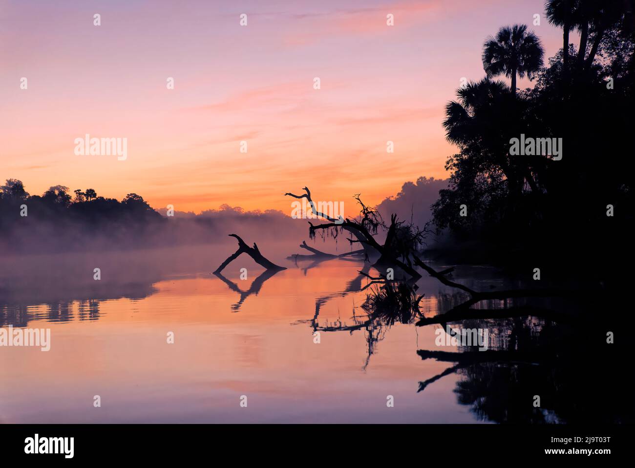 Blick auf Nebel und umgestürzte Bäume, die sich im Schwarzwasserbereich des St. Johns River, im Zentrum von Florida, spiegeln. Stockfoto