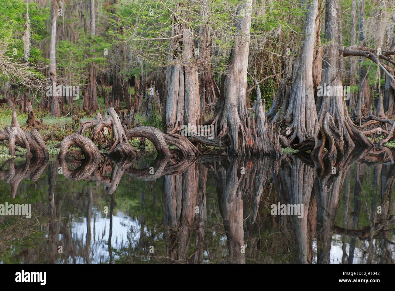 Frühlingshafte Ansicht von Zypressen, die sich auf Schwarzwassergebiet von St. Johns River, Zentral-Florida, spiegeln. Stockfoto
