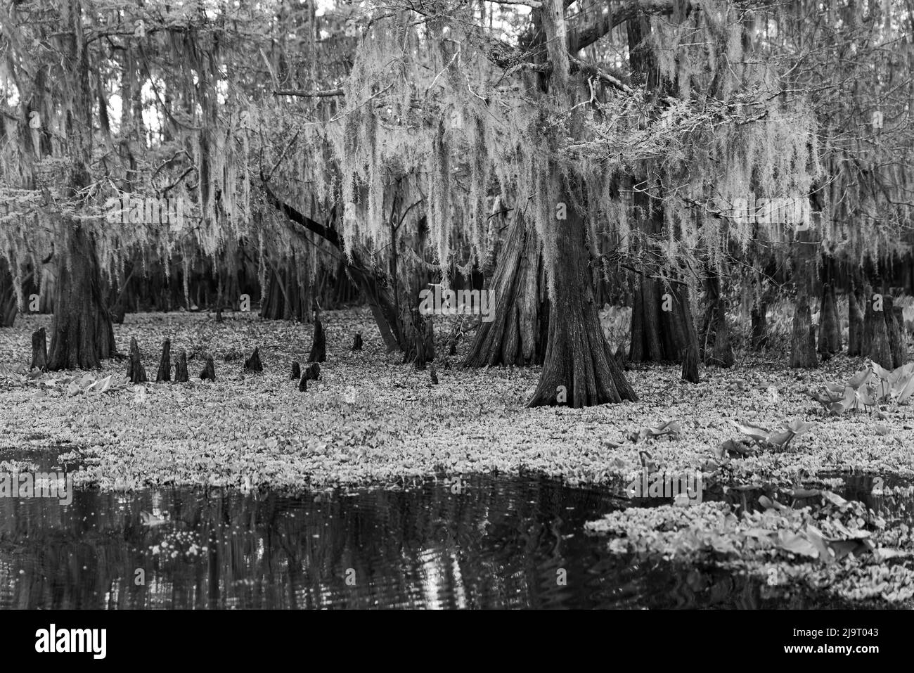 Frühlingshafte Ansicht von Zypressen, die sich auf Schwarzwassergebiet von St. Johns River, Zentral-Florida, spiegeln. Stockfoto