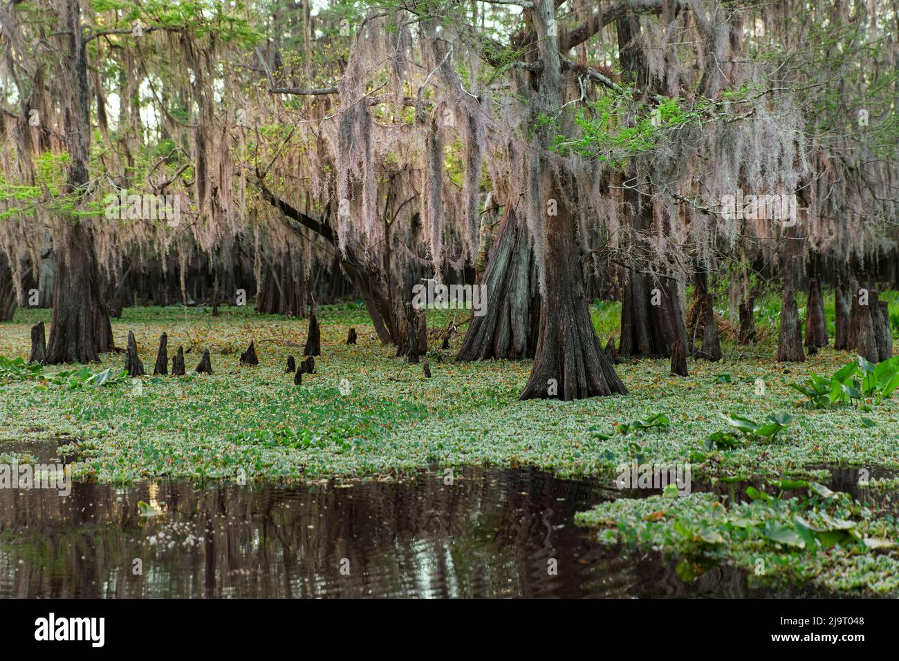 Frühlingshafte Ansicht von Zypressen, die sich auf Schwarzwassergebiet von St. Johns River, Zentral-Florida, spiegeln. Stockfoto