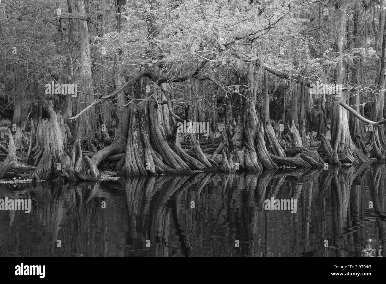 Frühlingshafte Ansicht von Zypressen, die sich auf Schwarzwassergebiet von St. Johns River, Zentral-Florida, spiegeln. Stockfoto