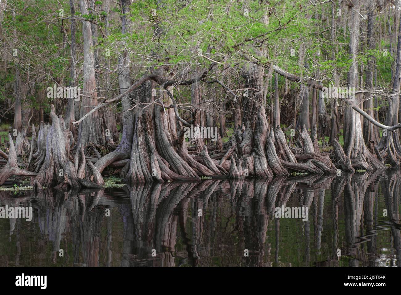 Frühlingshafte Ansicht von Zypressen, die sich auf Schwarzwassergebiet von St. Johns River, Zentral-Florida, spiegeln. Stockfoto