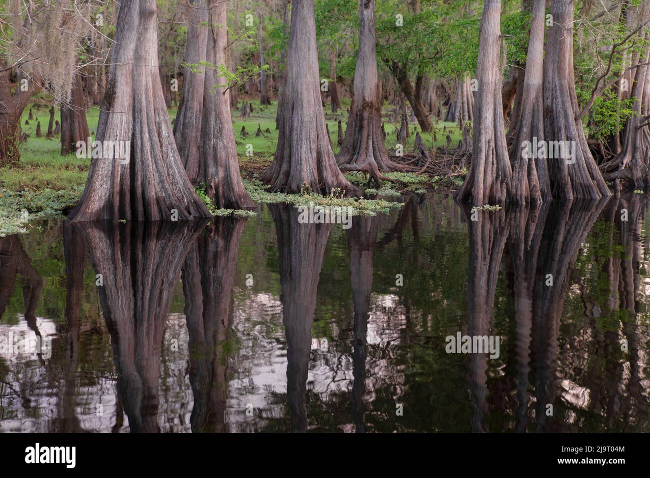 Frühlingshafte Ansicht von Zypressen, die sich auf Schwarzwassergebiet von St. Johns River, Zentral-Florida, spiegeln. Stockfoto