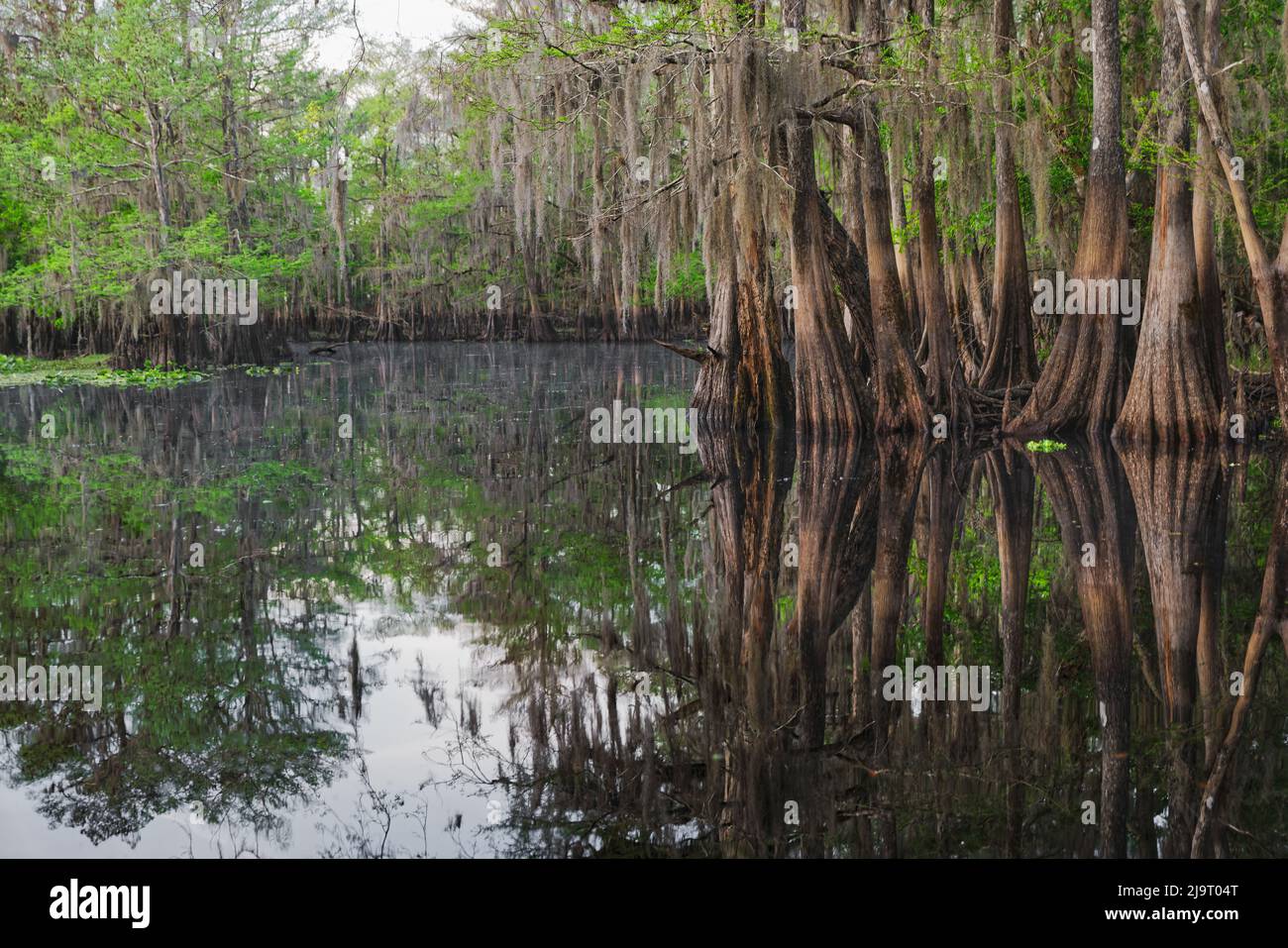 Frühlingshafte Ansicht von Zypressen, die sich auf Schwarzwassergebiet von St. Johns River, Zentral-Florida, spiegeln. Stockfoto
