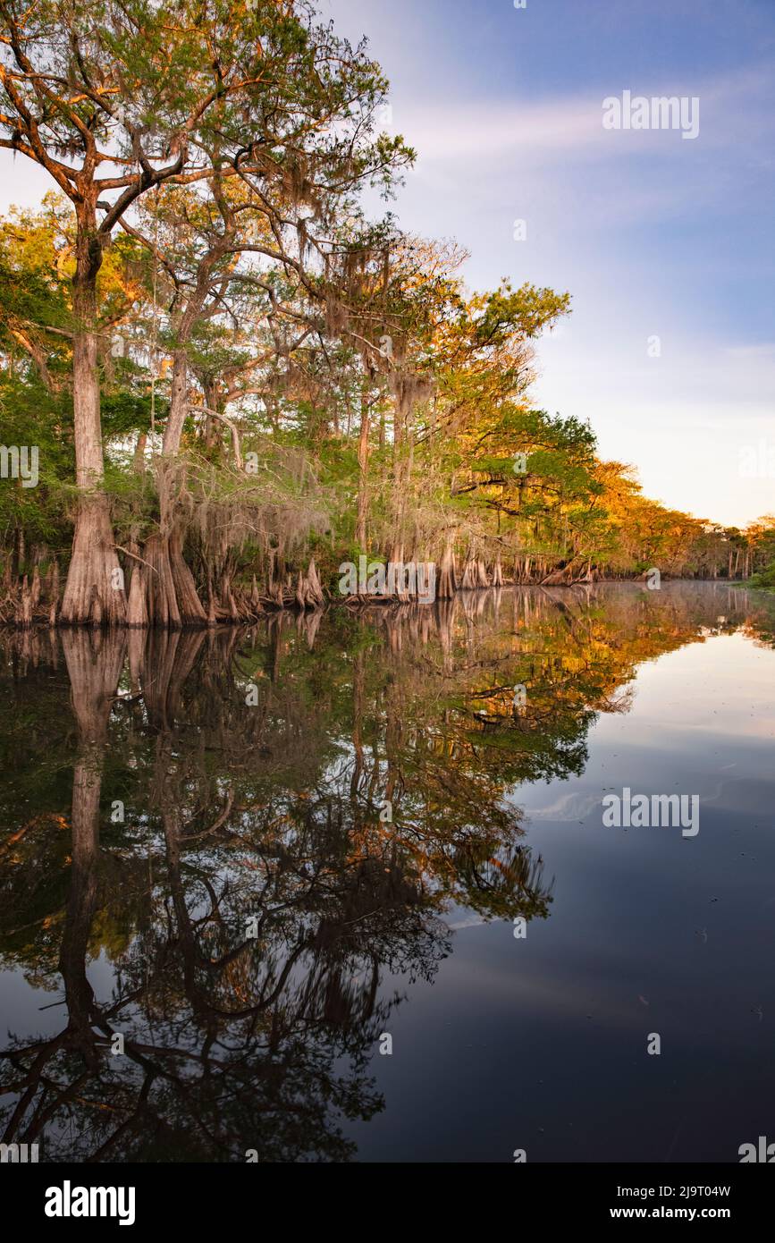 Frühlingshafte Ansicht von Zypressen, die sich auf Schwarzwassergebiet von St. Johns River, Zentral-Florida, spiegeln. Stockfoto